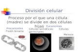 División celular Proceso por el que una célula (madre) se divide en dos células hijas Procariontes Fisión binaria Eucariontes Células somáticas Células.