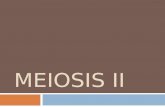 MEIOSIS II.  La meiosis II es similar a la mitosis.  Las cromatidas de cada cromosoma ya no son idénticas en razón de la recombinación.  La meiosis.