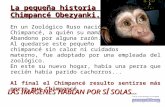 La pequeña historia del Chimpancé Obezyanki. En un Zoológico Ruso nació este Chimpancé, a quién su mamá Abandono por alguna razón. Al quedarse este pequeño.