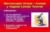 Microscopio Virtual – Animal y Vegetal Celular Tutorial Indicaciones: 1.Ver las siguientes diapositivas para revisar el uso del microscopio y observar.