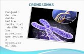 CROMOSOMAS Conjunto de una doble hélice individual de DNA y las proteínas que ayudan a organizar el DNA.