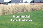 Humedal Los Batros. Construcción de viviendas sobre Humedal Los Batros Impacto ecológico y social.