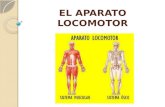 EL APARATO LOCOMOTOR.  Esta función la realiza el aparato locomotor, formado por:  Esqueleto: Con funciones de sostén, protección y movimiento.  Músculos:
