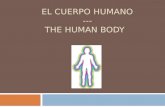 EL CUERPO HUMANO --- THE HUMAN BODY. EL PELO/ EL CABELLO HAIR.