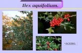 ACEBO. Ilex aquifolium.. Origen: Oeste de Asia y Europa.
