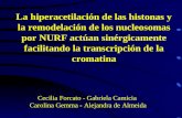 La hiperacetilación de las histonas y la remodelación de los nucleosomas por NURF actúan sinérgicamente facilitando la transcripción de la cromatina Cecilia.