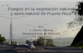Fuegos en la vegetación natural y semi-natural de Puerto Rico Por J. Danilo Chinea Departamento de Biología UPR-Mayagüez.