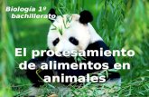El procesamiento de alimentos en animales Biología 1º bachillerato.
