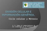 A. E: Saben el comportamiento de los cromosomas en la mitosis y en la meiosis. Colegio Santa Sabina Segundo año medio Depto. De Ciencias Prof. Paulette.
