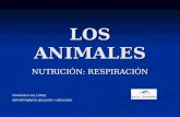 LOS ANIMALES NUTRICIÓN: RESPIRACIÓN FRANCISCA GIL LÓPEZ DEPARTAMENTO BIOLOGÍA Y GEOLOGÍA.