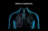 Sistema respiratorio. encargado de captar oxigeno y eliminar el dióxido de carbono procedente del metabolismo celular. Se divide en un tracto respiratorio.