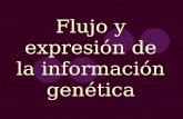 Flujo y expresión de la información genética. Trascripción Replicación Traducción Síntesis proteica.