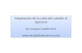 Adaptación de la caña del caballo al ejercicio Dr. Enrique Castillo M.V.  Adaptación de la caña del caballo al ejercicio Dr.