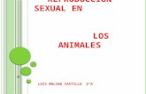 R EPRODUCCIÓN SEXUAL EN LOS ANIMALES LUIS MOLINA CASTILLO 2ªA.