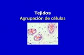 Tejidos Tejidos Agrupación de células. las células Todas las células comparten unos elementos esenciales, como son la membrana envolvente, el citoplasma,