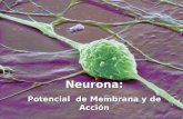 Neurona: Potencial de Membrana y de Acción. Las características principales del sistema nervioso son: - Excitabilidad - Conducción.