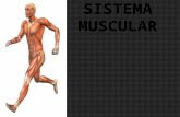 El sistema muscular permite que el esqueleto se mueva, se mantenga firme y estable y también da forma al cuerpo. En los vertebrados los músculos son.