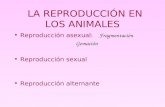 LA REPRODUCCI“N EN LOS ANIMALES Reproducci³n asexual : Fragmentaci³n Gemaci³n Reproducci³n sexual Reproducci³n alternante