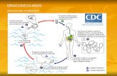 Dracunculus medinensis DRACUNCULIASIS. Los humanos se infectan al ingerir agua contaminada sin filtrar que contenga copépodos (pequeños crustáceos) que.