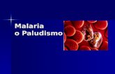 Malaria o Paludismo. Introducción Enfermedad parasitaria de manifestación aguda y de evolución crónica, caracterizada por fiebre o accesos febriles intermitentes,