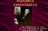Anatomía radiológica Dra. Bagdonavicius, M. Julia Aux. Doc. Departamento de Anatomia Facultad de Medicina – UBA -