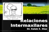 Relaciones Intermaxilares Dr. Kaleb E. Díaz. Relaciones Intermaxilares Verticales –Oclusión –Descanso –Dimensión Vertical Horizontales –Relación céntrica.