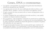 Genes, DNA y cromosomas Los genes corresponden al concepto de partículas hereditarias abstractas propuestas por Mendel. Los genes son sectores de una molécula.