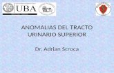 ANOMALIAS DEL TRACTO URINARIO SUPERIOR Dr. Adrian Scroca.