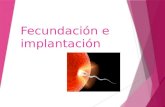 Fecundación e implantación. Fecundación Es la unión del ovulo con el espermatozoide proceso que señala el inicio del embarazo. Se requiere de cuatro.