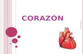 C ORAZÓN 1 Tiare González. En realidad, el corazón es un músculo. Está situado en el centro del pecho, un poco hacia la izquierda y es casi del tamaño.