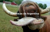 Las Vacas de Argentina Jennifer Bickham. Las vacas fueron llevadas por primera vez a Argentina en 1536 por los conquistadores españoles Las Pampas de.