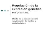 Regulación de la expresión genética en plantas: Efecto de la sacarosa en la movilización de lípidos y carbohidratos.