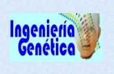 ÍNDICE Aplicaciones de la ingeniería genética: –aplicaciones básicas –aplicaciones médicas –aplicaciones industriales Investigación sobre el genoma humano