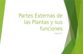 Partes Externas de las Plantas y sus funciones Clase n°2.