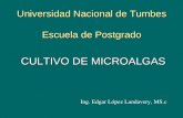 Universidad Nacional de Tumbes Escuela de Postgrado CULTIVO DE MICROALGAS Ing. Edgar López Landavery, MS.c.