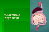 EL SISTEMA DIGESTIVO. ÍNDICE  Utilización de los alimentos (nutrientes)  Anatomía del aparato digestivo  Digestión mecánica y química: Digestión bocaDigestión.