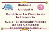 Biología I Unidad V Genética: La Ciencia de la Herencia 5.1.3. El Descubrimiento de los Gametos: Espermatozoides y Óvulos.