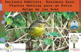 El Caribe ¿Qué es la Migración de las Aves?  Movimiento estacional de las aves de un área geográfica a otra.  Vuelos anuales de cientos a miles de.