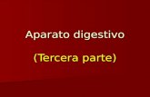 Aparato digestivo (Tercera parte)