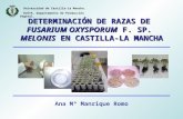 DETERMINACIÓN DE RAZAS DE  FUSARIUM OXYSPORUM  F. SP.  MELONIS  EN CASTILLA-LA MANCHA