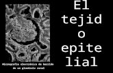El tejido epitelial