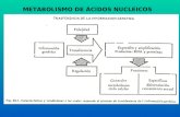 METABOLISMO DE ÁCIDOS NUCLEICOS
