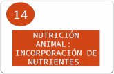NUTRICIÓN ANIMAL:  INCORPORACIÓN DE NUTRIENTES.