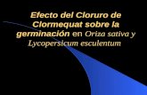 Efecto del Cloruro de Clormequat sobre la germinación  en  Oriza sativa y Lycopersicum esculentum