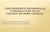 CRECIEMIENTO DESARROLLO Y PRODUCCION EN EL CULTIVO DE PAPA CRIOLLA