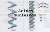 Ácidos Nucleicos .