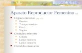 Aparato Reproductor Femenino  ( e )