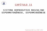 CAPÍTULO 11 SISTEMA REPRODUTIVO MASCULINO ESPERMATOGÊNESE, ESPERMIOGÊNESE