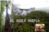 EL AGULA  HARPíA