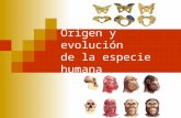 Origen y evolución de la especie humana